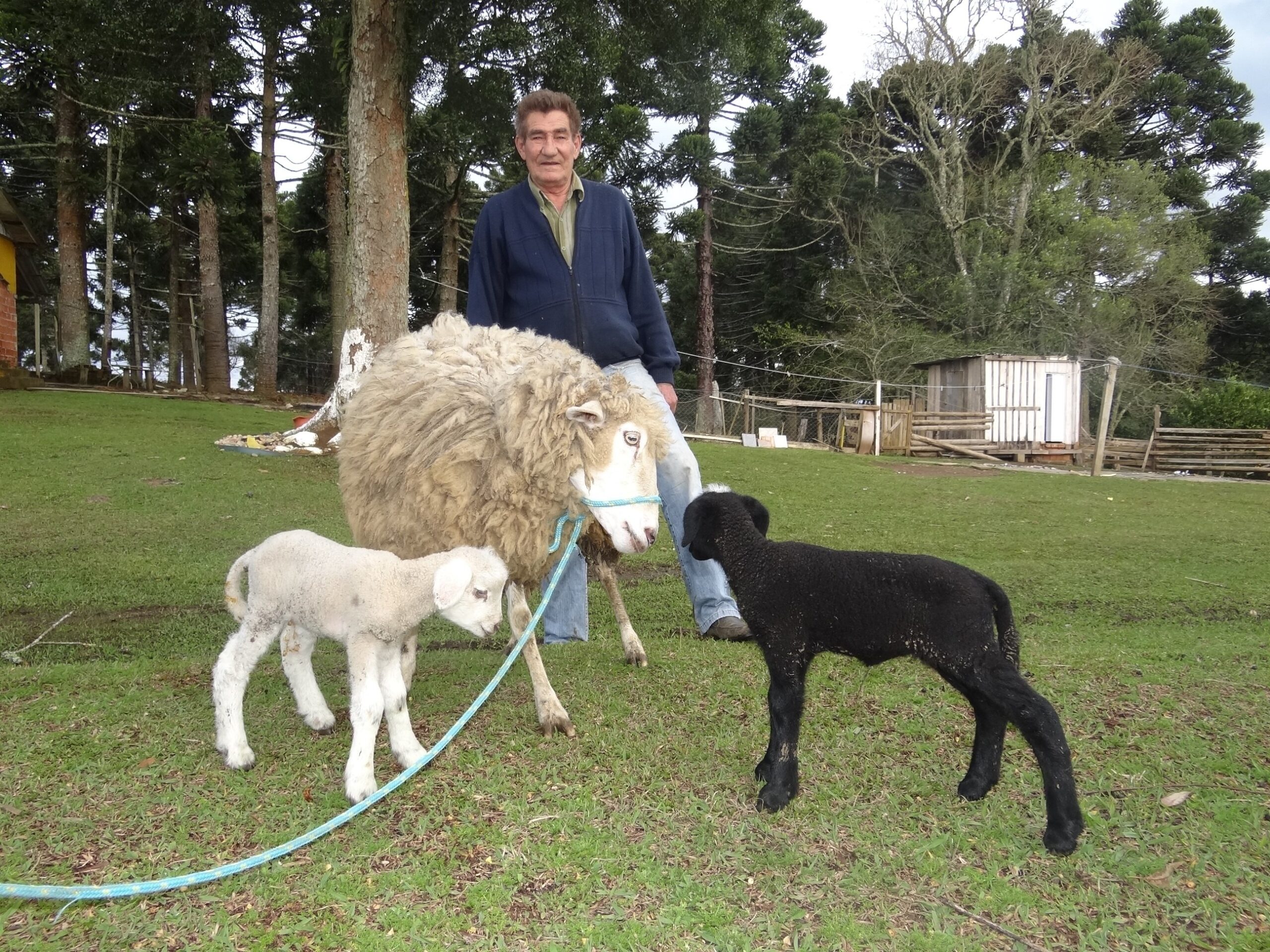 Proprietário comemora chegada de ovelhas gêmeas diferentes